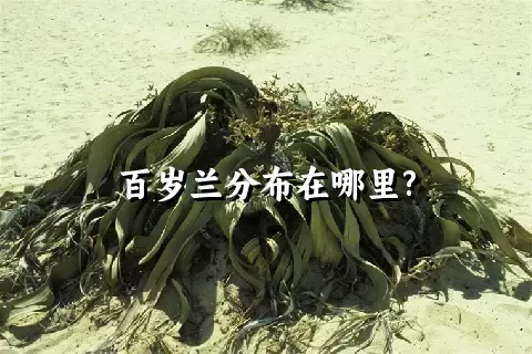 百岁兰分布在哪里?