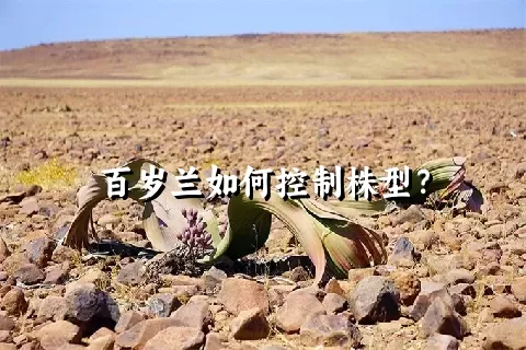 百岁兰如何控制株型？