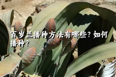 百岁兰播种方法有哪些？如何播种？