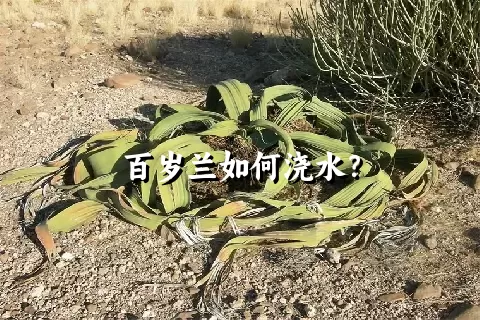 百岁兰如何浇水？