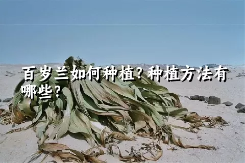 百岁兰如何种植？种植方法有哪些？