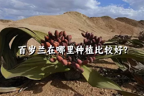 百岁兰在哪里种植比较好？