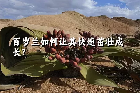 百岁兰如何让其快速茁壮成长？