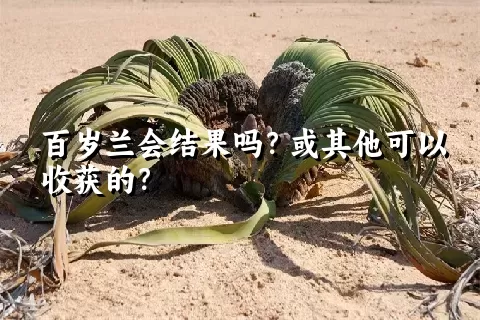 百岁兰会结果吗？或其他可以收获的？