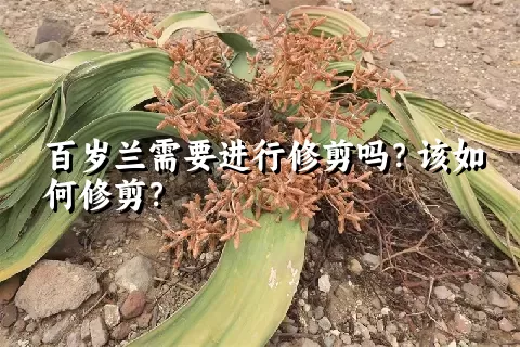 百岁兰需要进行修剪吗？该如何修剪？