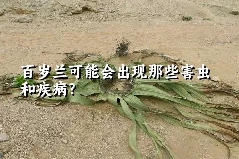 百岁兰可能会出现那些害虫和疾病？