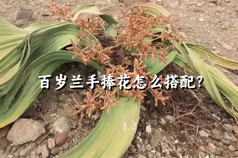 百岁兰手捧花怎么搭配？