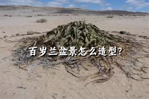 百岁兰盆景怎么造型？