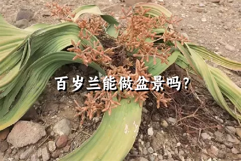 百岁兰能做盆景吗？