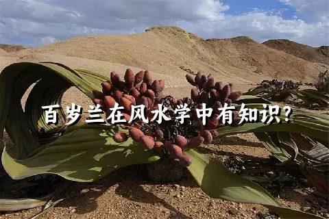 百岁兰在风水学中有知识？