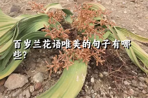 百岁兰花语唯美的句子有哪些？