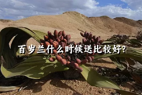 百岁兰什么时候送比较好？