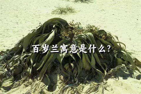 百岁兰寓意是什么？