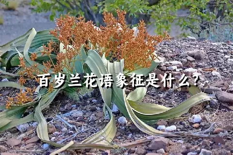 百岁兰花语象征是什么？