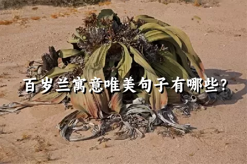 百岁兰寓意唯美句子有哪些？