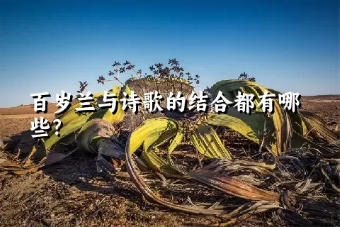 百岁兰与诗歌的结合都有哪些？