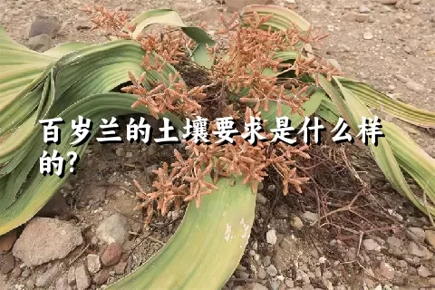 百岁兰的土壤要求是什么样的?