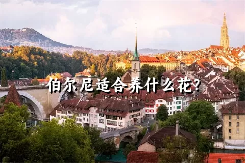 伯尔尼适合养什么花？