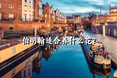 伯明翰适合养什么花？