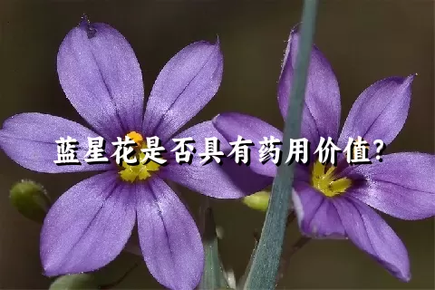 蓝星花是否具有药用价值？