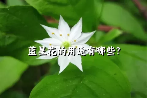 蓝星花的用途有哪些？