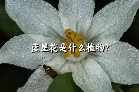 蓝星花是什么植物？