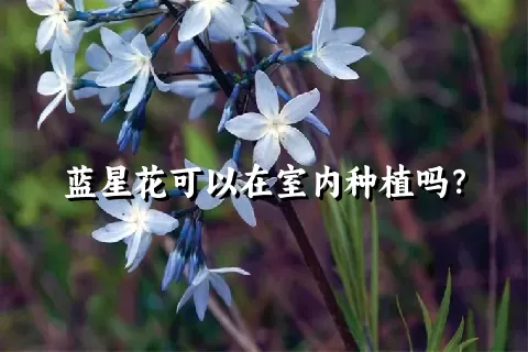 蓝星花可以在室内种植吗？