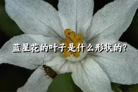 蓝星花的叶子是什么形状的？