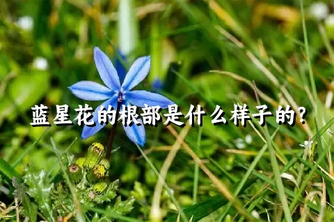 蓝星花的根部是什么样子的？