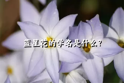 蓝星花的学名是什么？