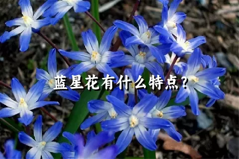 蓝星花有什么特点？