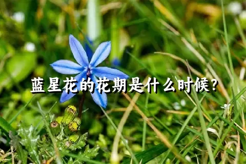 蓝星花的花期是什么时候？