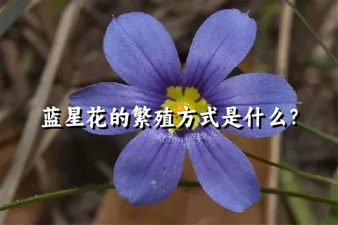 蓝星花的繁殖方式是什么？