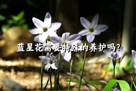 蓝星花需要特殊的养护吗？