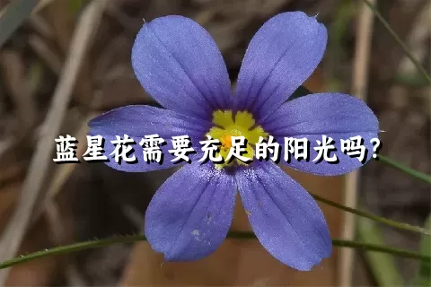 蓝星花需要充足的阳光吗？