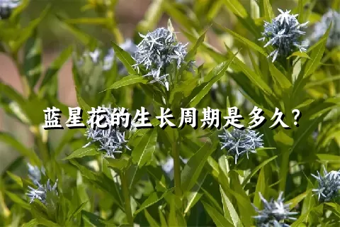 蓝星花的生长周期是多久？