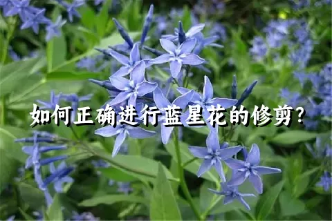 如何正确进行蓝星花的修剪？