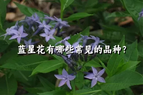 蓝星花有哪些常见的品种？