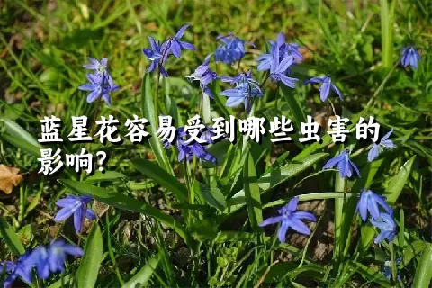 蓝星花容易受到哪些虫害的影响？