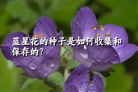 蓝星花的种子是如何收集和保存的？