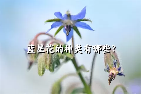 蓝星花的种类有哪些？