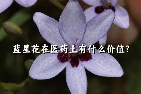 蓝星花在医药上有什么价值？