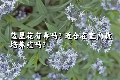 蓝星花有毒吗？适合在室内栽培养殖吗？