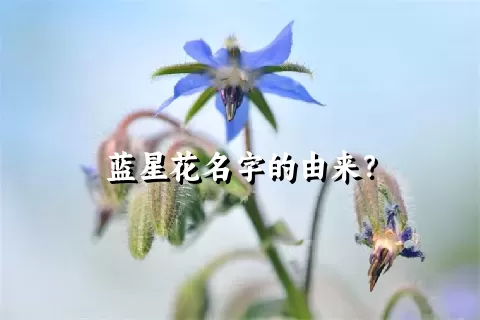 蓝星花名字的由来？