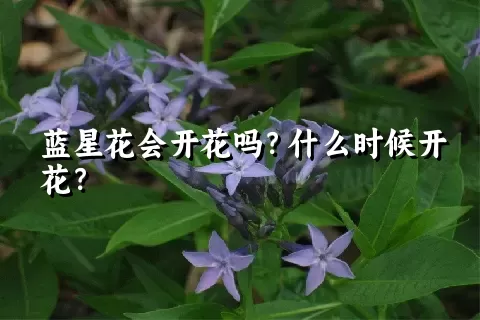 蓝星花会开花吗？什么时候开花？