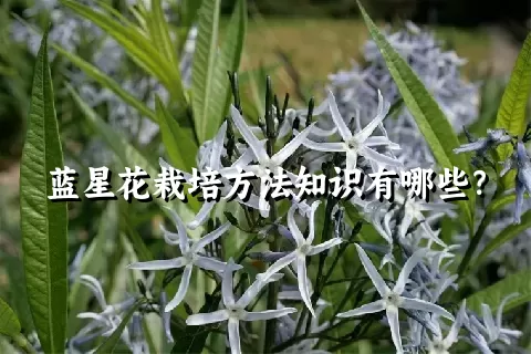 蓝星花栽培方法知识有哪些？