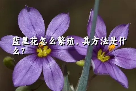 蓝星花怎么繁殖，其方法是什么？