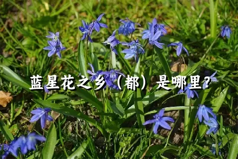 蓝星花之乡（都）是哪里？