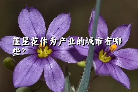 蓝星花作为产业的城市有哪些？