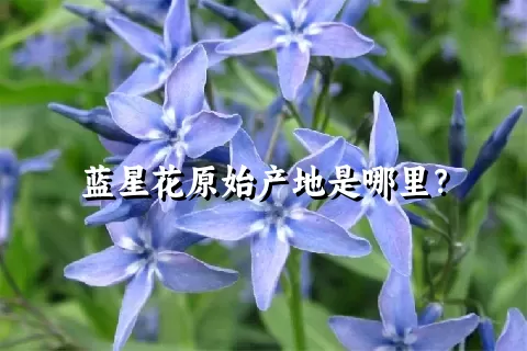 蓝星花原始产地是哪里？